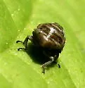 Clastoptera mineralis - photo 2