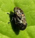 Clastoptera mineralis - photo 3