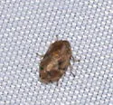 Clastoptera mineralis - photo 4