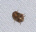 Clastoptera mineralis - photo 5