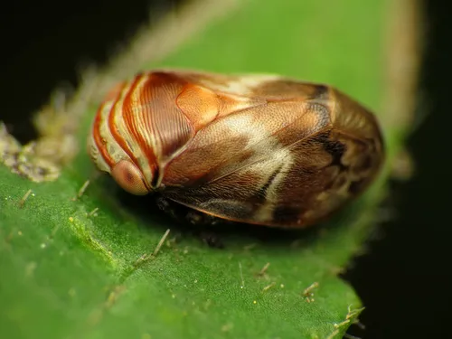 Alder Spittlebug - photo 2