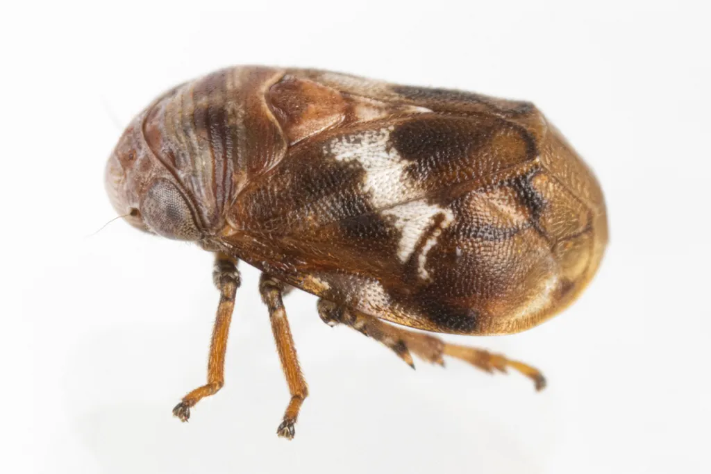 Clastoptera octonotata - photo 2