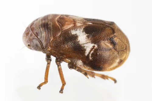Clastoptera octonotata - photo 3
