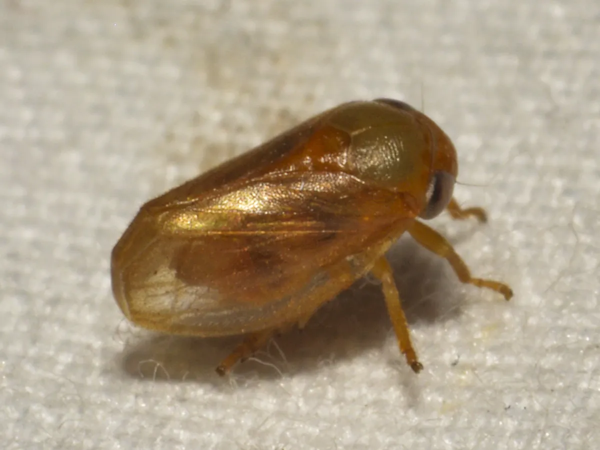 Clastoptera osborni - photo 2