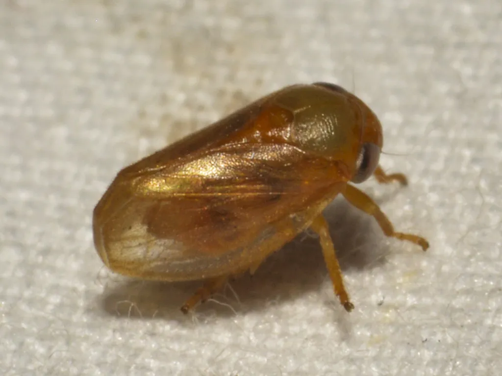 Clastoptera osborni - photo 3