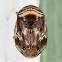 Clastoptera ovata