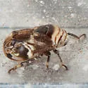 Clastoptera ovata - photo 2