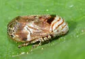 Clastoptera ovata - photo 3