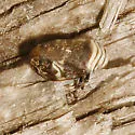 Clastoptera ovata - photo 5