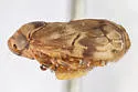Clastoptera pallidocephala