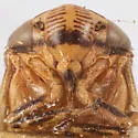 Clastoptera pallidocephala - photo 4