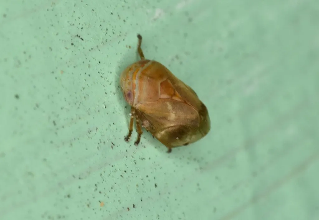 Oak Spittlebug - photo 2