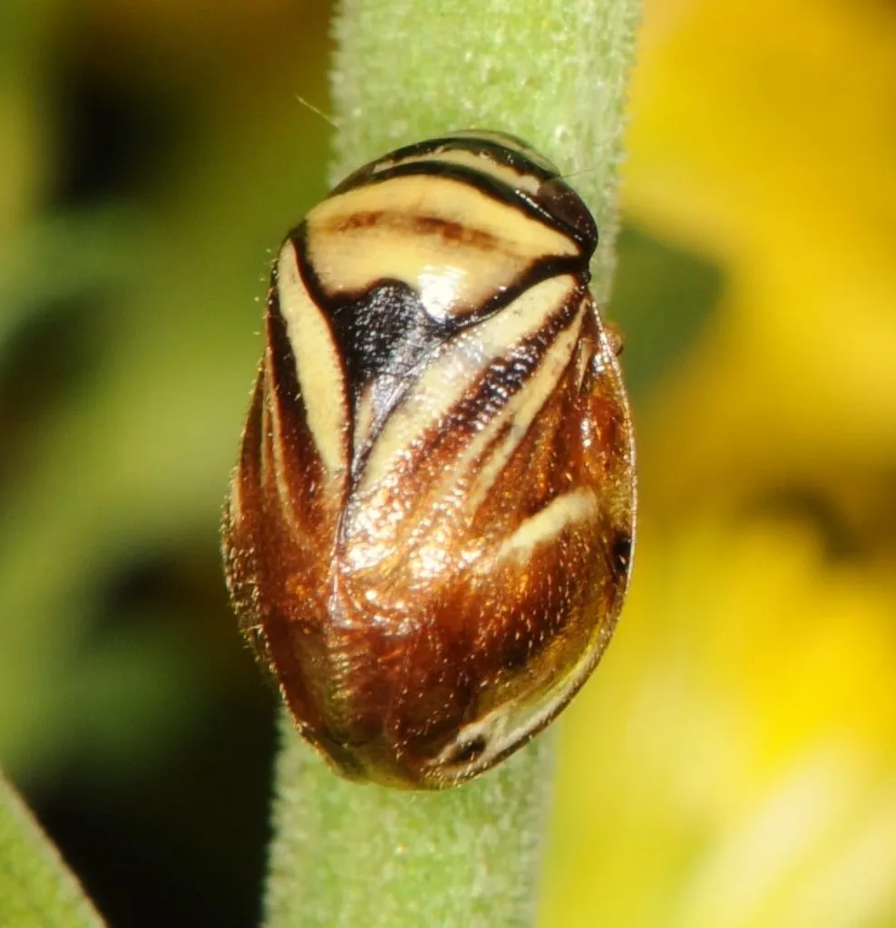 Heath Spittlebug - photo 2