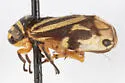 Clastoptera salicis