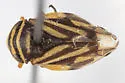 Clastoptera salicis - photo 2