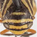 Clastoptera salicis - photo 3