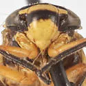 Clastoptera salicis - photo 4