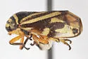 Clastoptera salicis - photo 5