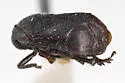 Clastoptera sierra