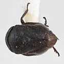 Clastoptera sierra - photo 2