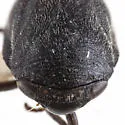 Clastoptera sierra - photo 3