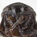 Clastoptera sierra - photo 4