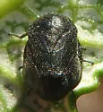 Clastoptera sierra - photo 5