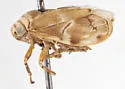 Clastoptera siskiyou