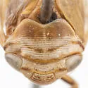 Clastoptera siskiyou - photo 3