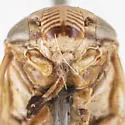 Clastoptera siskiyou - photo 4