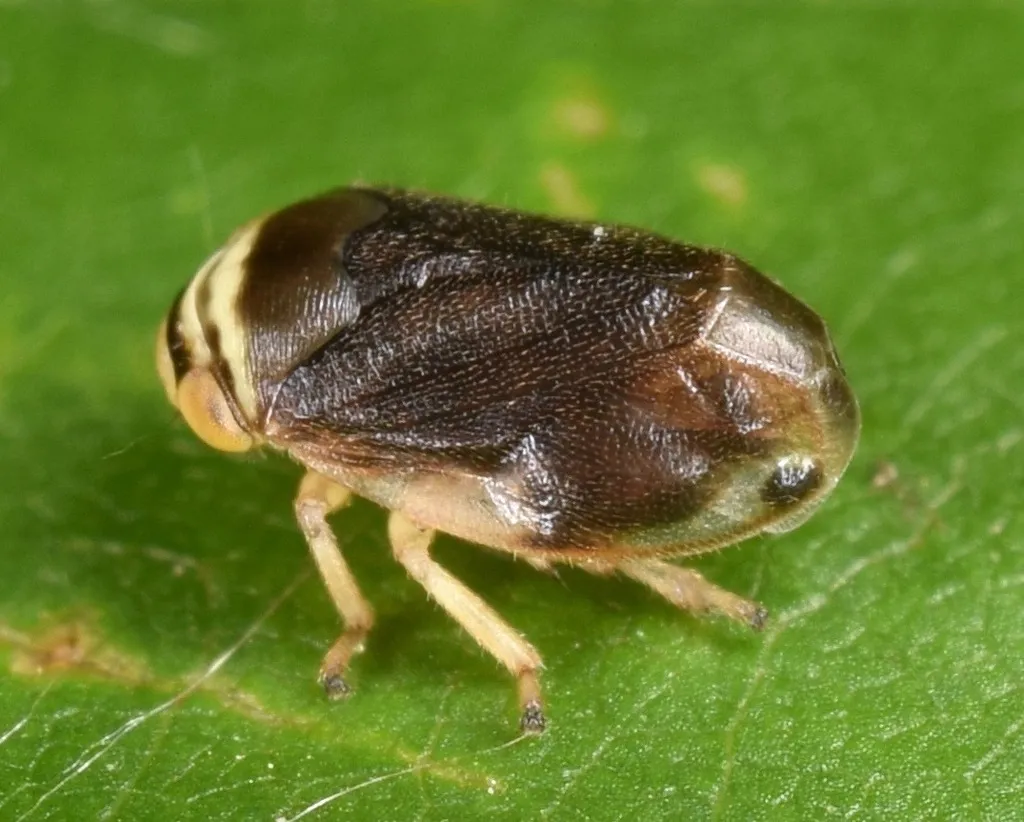Clastoptera testacea - Clastoptera testacea