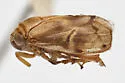 Clastoptera texana