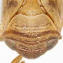 Clastoptera texana - photo 3