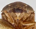 Clastoptera texana - photo 4