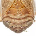 Clastoptera tricincta - photo 3