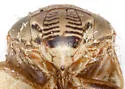 Clastoptera tricincta - photo 4