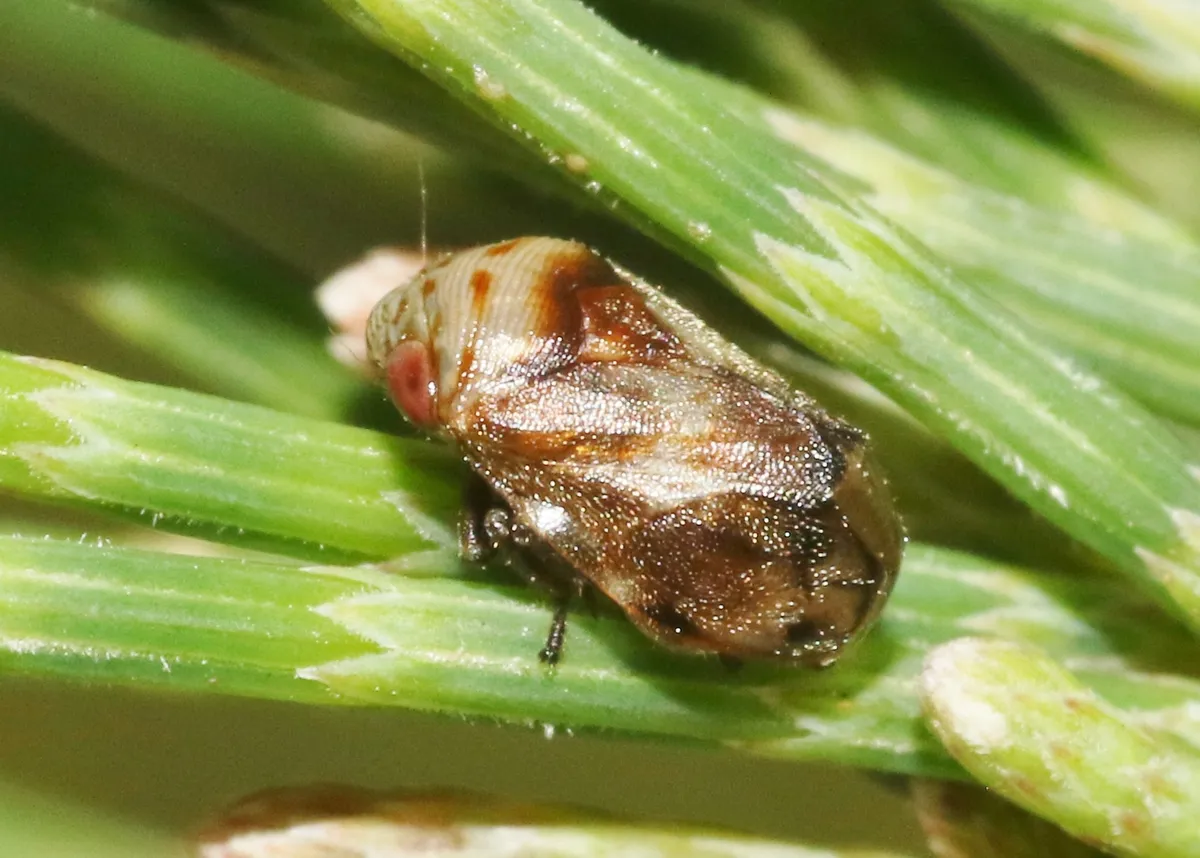 Casuarina Spittlebug