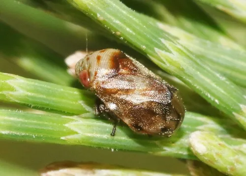 Casuarina Spittlebug - photo 3