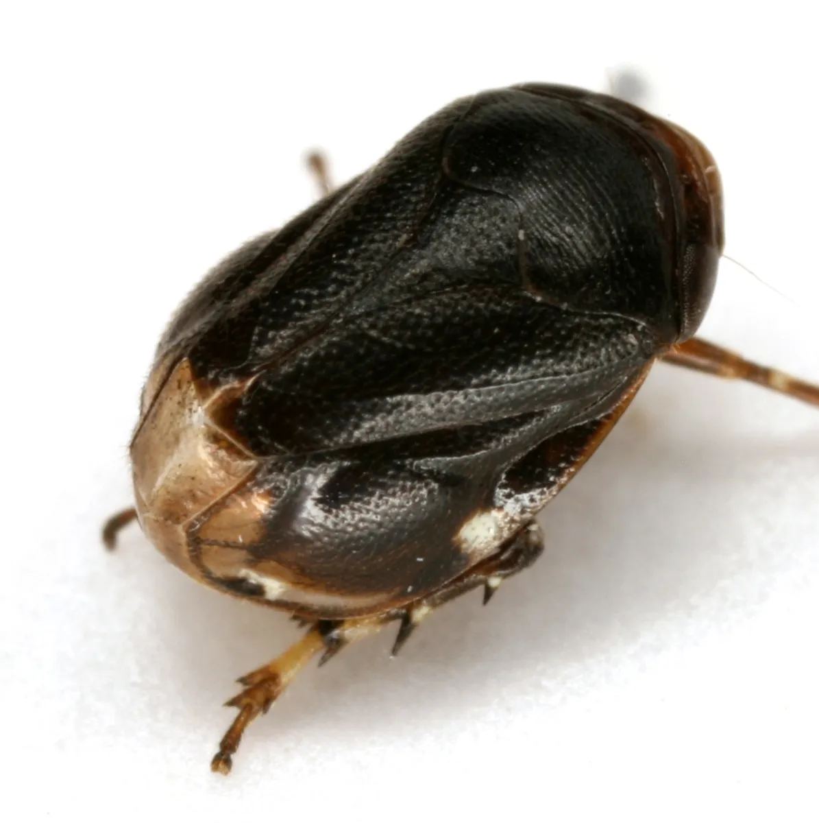 Sunflower Spittlebug - photo 2