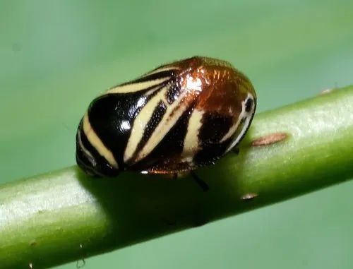 Clastopterid Spittlebugs - Clastopteridae