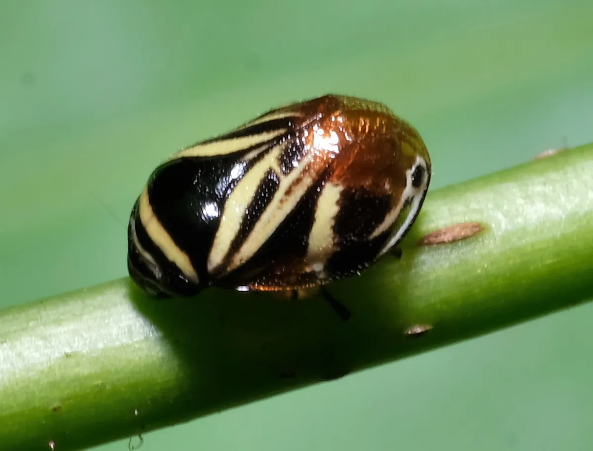 Clastopterid Spittlebugs - photo 2