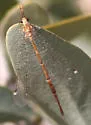 Clathroneuria arapahoe