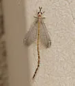 Clathroneuria arapahoe - photo 2