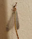 Clathroneuria arapahoe - photo 3