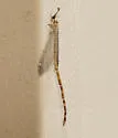 Clathroneuria arapahoe - photo 4