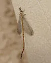 Clathroneuria arapahoe - photo 5