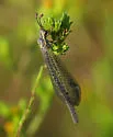 Clathroneuria coquilletti - photo 4