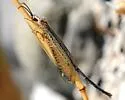 Clathroneuria coquilletti - photo 5