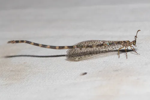 Clathroneuria schwarzi