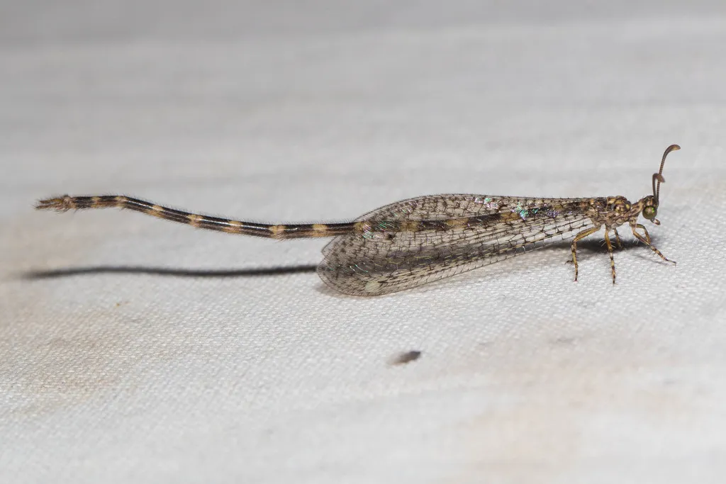 Clathroneuria schwarzi - photo 2